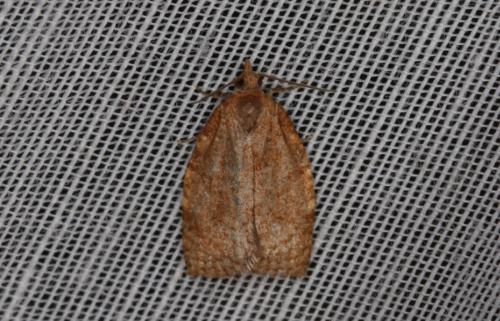 Adoxophyes orana